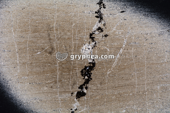 Schiste bitumineux LPA x2,5 - gryphea.com